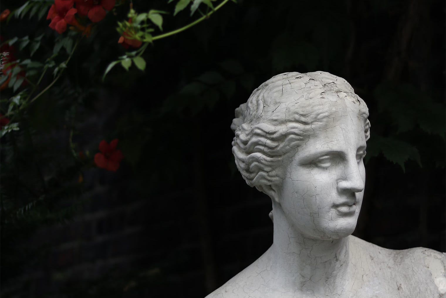 Greek-style statue in the foreground, set against a black background, with a flowering bush featuring red blossoms behind it. Photo: Hoyoun Lee